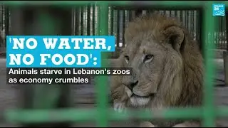 'No water, no food': Animals starve in Lebanon's zoos as economy crumbles