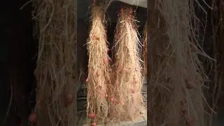 Aeroponics Potato #aeroponics #agtech #potato #seedpotatoes #agriculture
