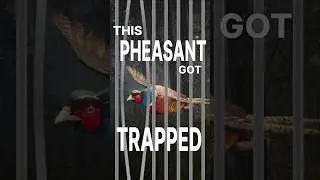I TRAPPED this bird during my great on grind! 🪤🐦 #thehunter #cotw #pheasant #glitch #bug