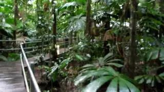 Daintree Wilderness Lodge Australia - the walk to the cabin