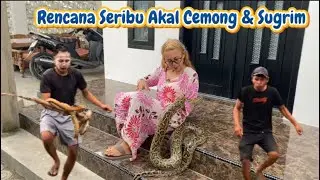 Persahabatan Vebby & King Cobra Merah Terlalu Dekat&hellip; Cemong & Sugrim Berusaha Memisahkan! 