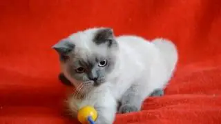 Купить шотландского котенка: котята для Вас! Шотландский прямоухий котенок окраса блю-поинт.