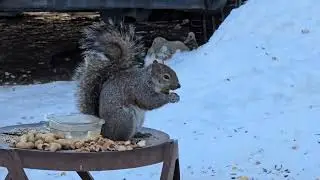 SquirreloVision! -19 Chonkzilla decides to initiate hostile takeover but is not successful