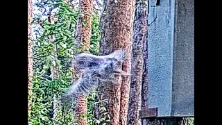 Hans Nature Channel, Owlet goes branching (recap) 2025 04 27