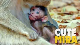 OMG! Cute Baby Monkey Mira Look So Lovely, Why Mum Maria Not Huge Mira Like This?
