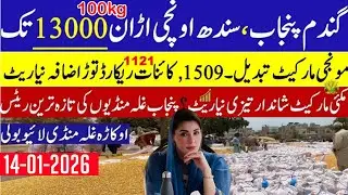 Today Wheat price in punjab//گندم کا ریٹ2026/munji makki till sarso/Galla mandi rate today 2026
