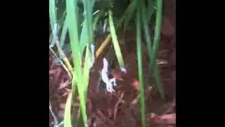 Sir lizardous