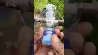 Advanced tree grafting technique using soil media inside plastic bottle