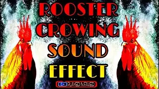 Rooster Crowing Sound Effects / Morning Rooster Crow Sounds / Various Rooster Sounds / Royalty Free