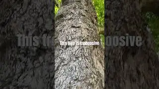 Huge Tree in Richmond on the river Thames. About 8foot wide huge!