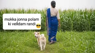పొలంలో కుక్క మస్తీ | Funny Dog Video#dogreaction #cutedogs #pets #cutedogs 