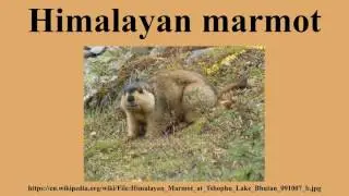 Himalayan marmot