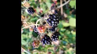 Rubus armeniacus