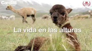 La vida en las alturas
