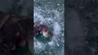 My first fish threw the ice #icefishing #fishing #snow #fish