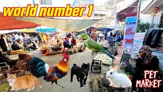 The world's largest pet market. There are lots of chickens, birds, dogs, cats...