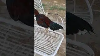 Aseel Rooster Jumps From Table #jump #rooster