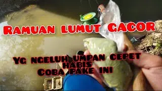 UMPAN MANCING LUNJAR /WADER GACOR TERBARU || gx cepet habis di air