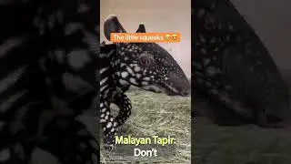 Wild Asia: Top BEAUTIFUL and TERRIFYING noises from Asian Endemic Animals #shorts