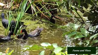 COMMON GALLINULE: Family taking care of newborns! (GALLINULA GALEATA), GALINHA-D'&Aacute;GUA, FRANGO-D'&Aacute;GUA