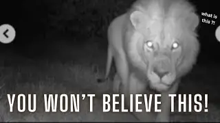 Hidden Camera Catches Wild Animals Hilarious Moments 