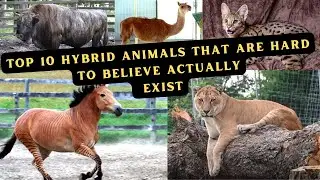Top10 Hybrid Animals That Are HardTo Believe Actually Exist #animals #hybridanimals #thefactscolony