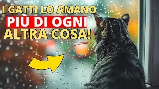 10 cose scioccanti che il tuo gatto ama – e non lo sapevi!