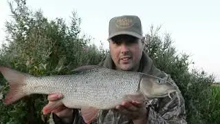 Barbel Fishing On The River Hull #barbelfishing #barbel
