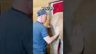 Rescue Horse 