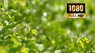 Nature Plants Leaves Background Title Video| Free Footage! New 2021|minhaj