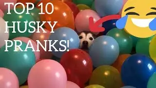 TOP 10 HUSKY PRANKS!! [TRY TO TO LAUGH]