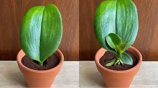 Просто кофе! Листья орхидеи мгновенно укореняются от основания и цветут круглый год.