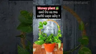 Money plant🪴ର ଶୁଭ ଫଳ💸🍀#odia#vastu#moneyplant#shorts#remedies#odisha#astrology#explore#money#trending