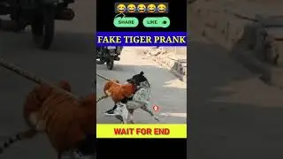 Funny video  fake tiger prank street dog#short
