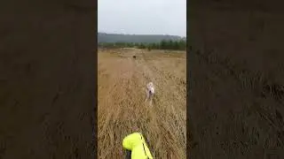 Fast Whippets speed running in the fields. #whippet #speed #fastdog #vipetas #скорость #dogs