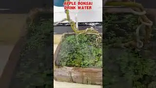 BONSAI APPLE drink water #tutorialsvideo #appletree #appleplans #bonsailover #gardening #plantslover