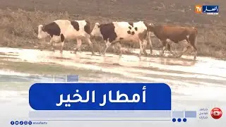 سعيدة: أمطار الخير تعيد الأمل للفلاحين وتنعش المراعي بعد سنوات من الجفاف