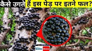 Top 10 Amazing trees in the world ||Interesting trees || Elitelibrary