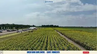 6Minutes4You2WatchAndRelax -  Sunflowers  ISANTI MINNESOTA