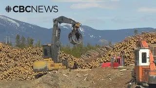 U.S. eyes increased tariffs on Canadian lumber, raising concerns in B.C.