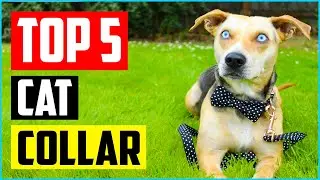 Top 5 Cutest Bowtie Cat Collar of 2022 Review