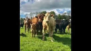 Top tips for your autumn calving system