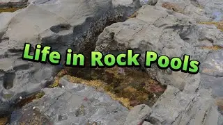 Life in Rock Pools