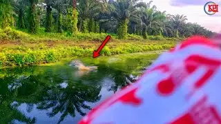 Sambaran Maut Ikan Gabus Air Hitam | Casting Ikan Gabus | @imam-KPJ