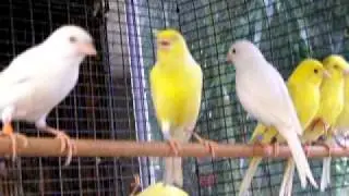 American Singer Canary Male singing