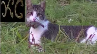 CAT Catches Bird in Mid Flight!! 