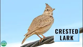 Crested Lark Singing: Mesmerizing Melodies of Nature