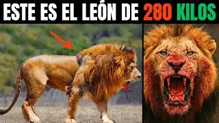 El secreto del Tit&aacute;n Le&oacute;n: &iquest;C&oacute;mo DOMIN&Oacute; a los Tigres en 2025?