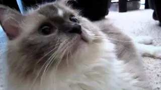 Tyco: Blue-Mitted Ragdoll Cat Purring