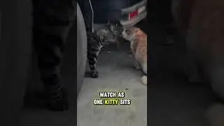 Epic Cat Showdown: Hilarious Feline Chase & Escape Battle! 🐱💥 | Funny Cats Compete!